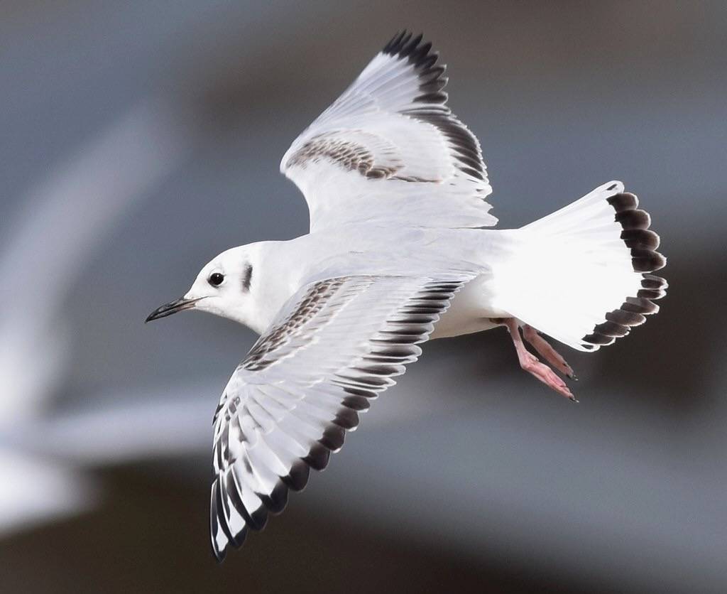 Bonaparte's Gull (additional crop from original) by Wildreturn is licensed under CC BY-NC 2.0